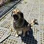 3 Herdenschutzhunde Sarplaninac - Bild 2