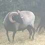 Heidschnucken Bock - Bild 2