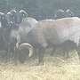 Heidschnucken Bock - Bild 3