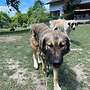 3 Herdenschutzhunde Sarplaninac - Bild 3