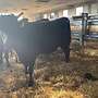 Wagyu Jungbulle zur Zucht  - Bild 2