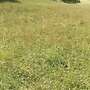 Heu Rundballen Pferdeheu - Bild 5