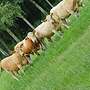 FLECKVIEH BULLE HORNLOS von 2019 - Bild 3