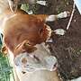 FLECKVIEH BULLE HORNLOS von 2019 - Bild 5