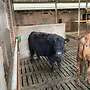Galloway Rind (Schwarz) - Bild 2