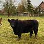 Galloway Rind (Schwarz) - Bild 3