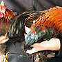 Handzahme Zwerg-Cochin-Hähne Junghahn Prachtexemplare Hahn Porzellan farbig - Bild 6