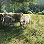 Verkaufe Galloways - Bild 4