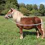 3-Jähriger Ponyhengst - Bild 2