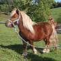 3-Jähriger Ponyhengst - Bild 3