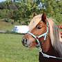3-Jähriger Ponyhengst - Bild 4