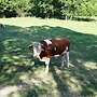 Fleckvieh Deckbulle von 06.2021 - Bild 2