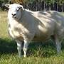 Schafe reinrassige Swifter - Bild 3