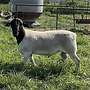 Vollblut Dorper - Widder - Bild 2