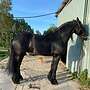Atemberaubender Friesenwallach sucht neues Zuhause - Bild 2