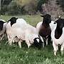 Vollblut Dorper - Widder - Bild 3