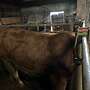 Limousin Bulle  - Bild 2