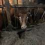 Limousin Bulle  - Bild 3