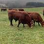 Limousin Bulle  - Bild 4