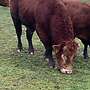 Limousin Bulle  - Bild 5