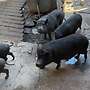 Mini Hängebauchschweine Freiland  - Bild 3