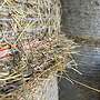 Heurundballen, Heu, Rundballen - Bild 5