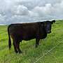 Tragende Kuh mit Kalb  - Bild 6
