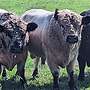 Galloway Bulle - Bild 2