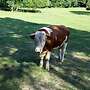 Fleckvieh Deckbulle von 06.2021 - Bild 3