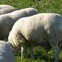 Schafe reinrassige Swifter - Bild 6