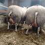 Schafe reinrassige Swifter - Bild 7