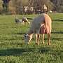 Schafe reinrassige Swifter - Bild 8