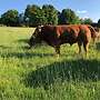 genetisch hornloser Bio Limousin HB Deckbulle - Bild 2