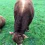 genetisch hornloser Bio Limousin HB Deckbulle - Bild 3