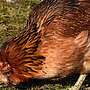 Araucana, Marans, Grünleger Hühner Junghühner zu verkaufen - Bild 6