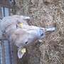 Charolais angus  kreuzung   - Bild 2