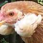 Araucana, Marans, Grünleger Hühner Junghühner zu verkaufen - Bild 7