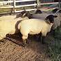 Suffolk Lammböcke und Mutterlämmer aus HB-Zucht zu verkaufen - Bild 2