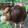 genetisch hornloser Bio Limousin HB Deckbulle - Bild 4