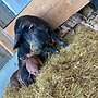 Iberico Schweine Duroc Mix  - Bild 2