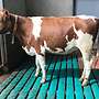 Holstein Färsen Tragend  - Bild 3