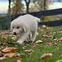 Herdenschutzhunde - Bild 2