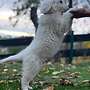 Herdenschutzhunde - Bild 3