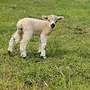 Teeswater x Wensleydale, Teeswater x Pommern Zibbenlämmer  - Bild 2
