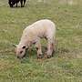 Teeswater x Wensleydale, Teeswater x Pommern Zibbenlämmer  - Bild 3