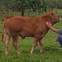 Limousin, Rind, Kuh, Absetzer - Bild 3