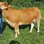 Limousin, Rind, Kuh, Absetzer - Bild 2