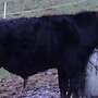 Angus Mix Jungbullen zum Verkauf - Bild 3