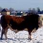 Simmetal Bullen aus Herdbuch Fleckvieh PP - Bild 4