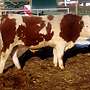 Simmetal Bullen aus Herdbuch Fleckvieh PP - Bild 3